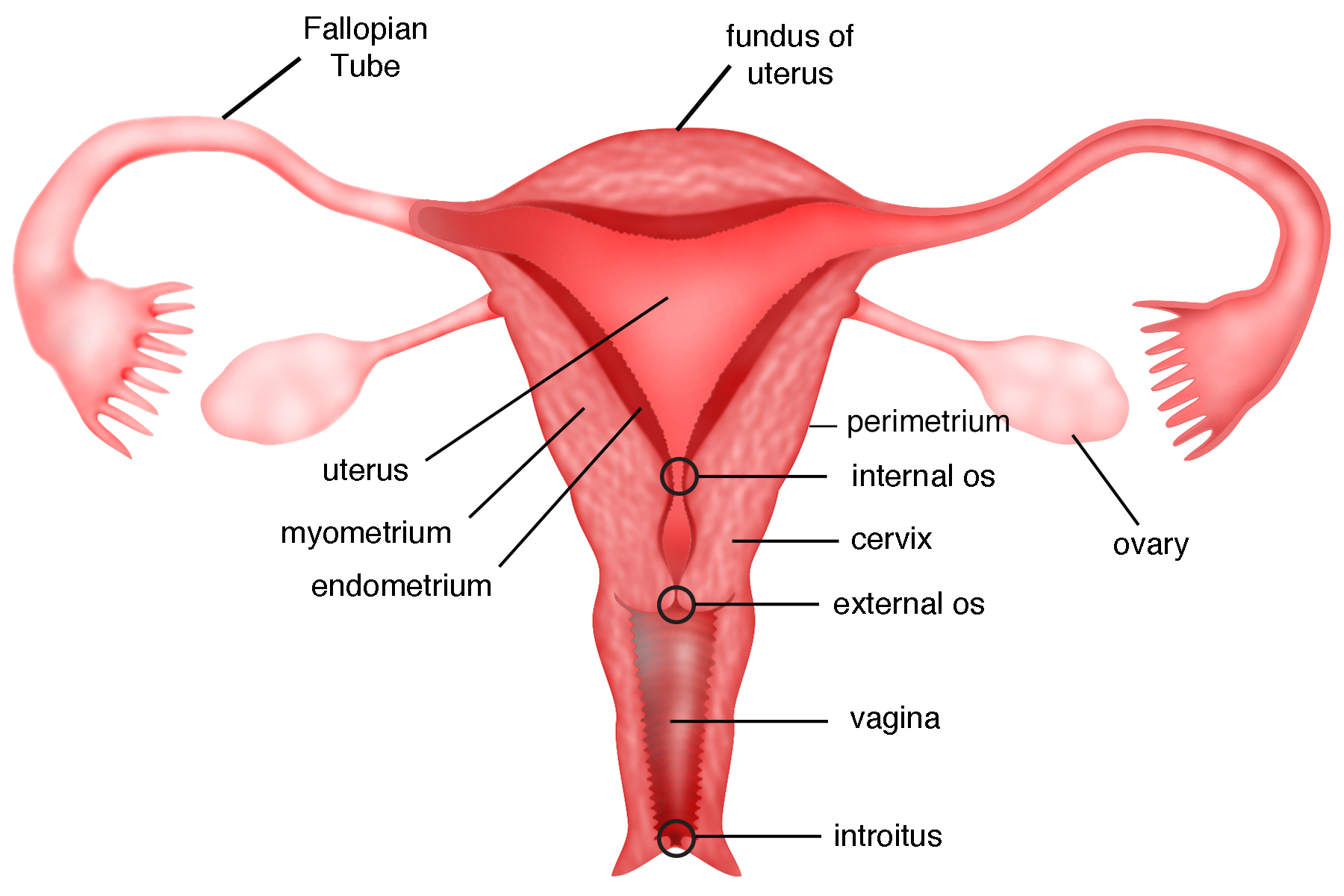 urut-urutan organ reproduksi dari luar ke dalam pada wanita