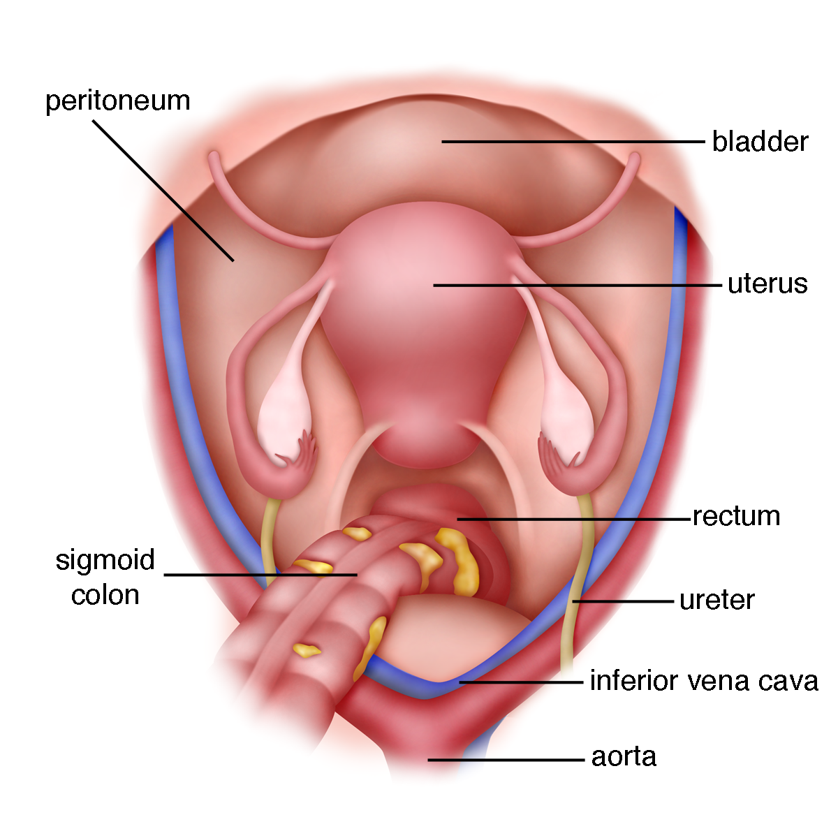 Chapter 1 – Normal female anatomy – Melaka Fertility